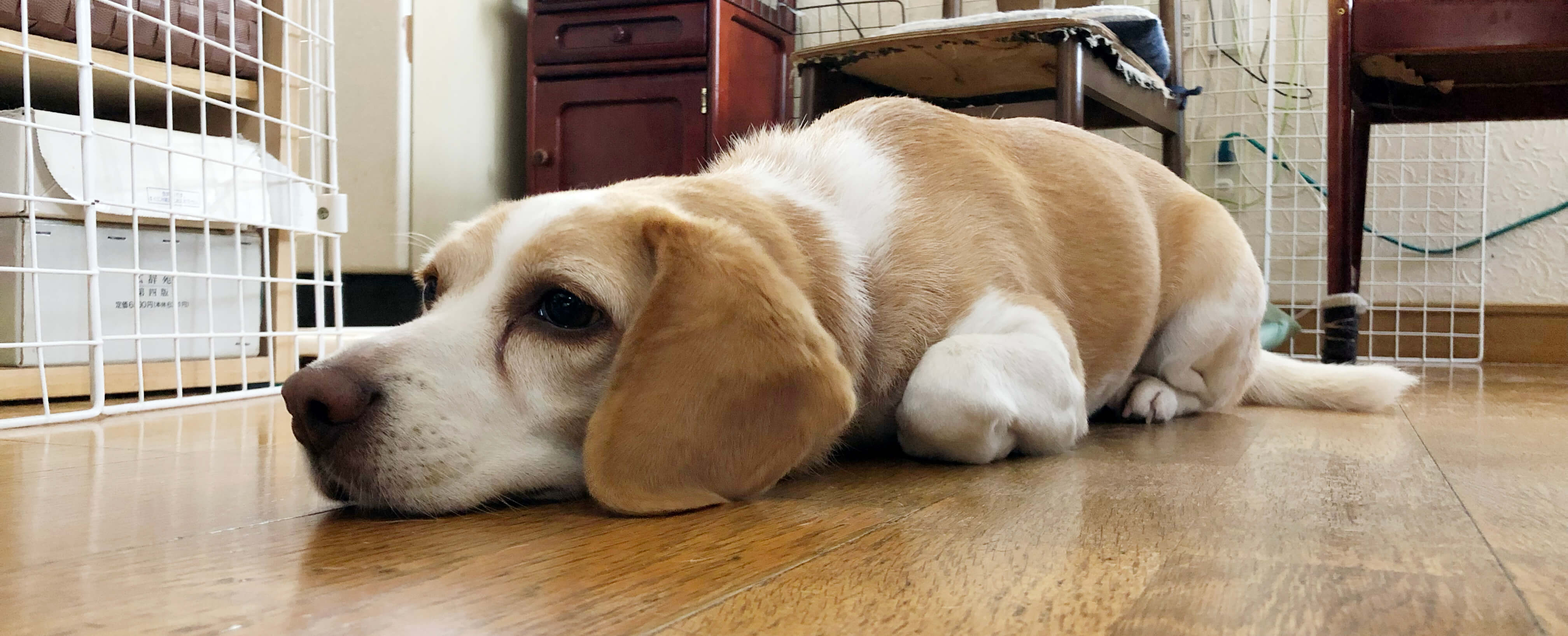 愛犬の写真